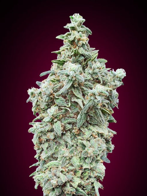 Advanced Seeds - Cherry Pie